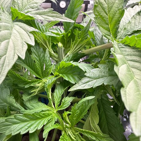 Mimosa x Orange Punch #1 growlog timeline photo