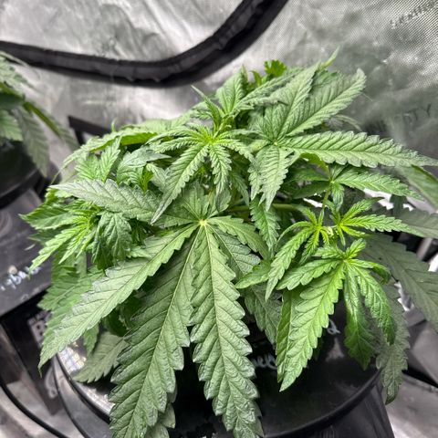 Honey Papaya #2 growlog timeline photo
