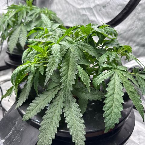 Honey Papaya #2 growlog photo: Doing good. Looking strong. 