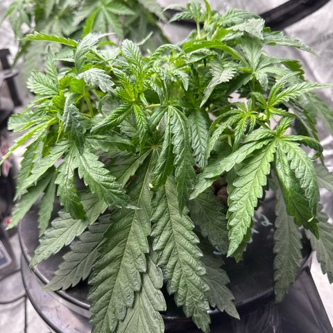 Honey Papaya #2 growlog photo: Doing good. Looking strong. 