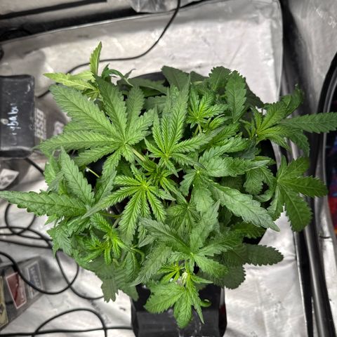 Honey Papaya #2 growlog photo: Doing good. Looking strong. 