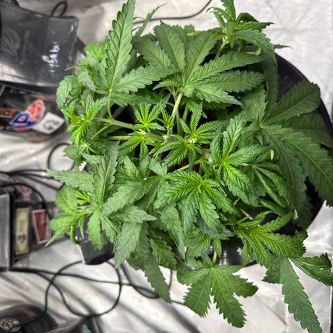 Honey Papaya #2 growlog photo: Doing good. Looking strong. 