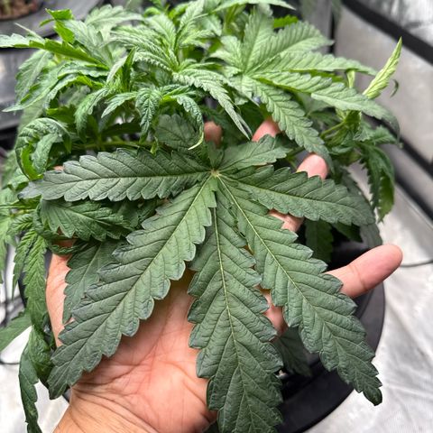 Honey Papaya #2 growlog photo: Doing good. Looking strong. 