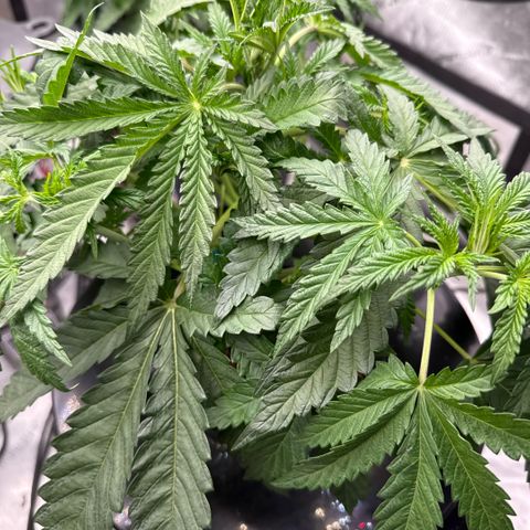 Honey Papaya #1 growlog timeline photo