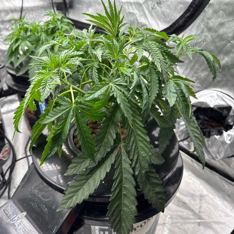 Honey Papaya #1 growlog timeline photo