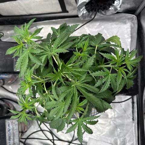 Honey Papaya #1 growlog timeline photo