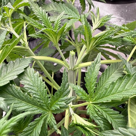 Honey Papaya #1 growlog timeline photo