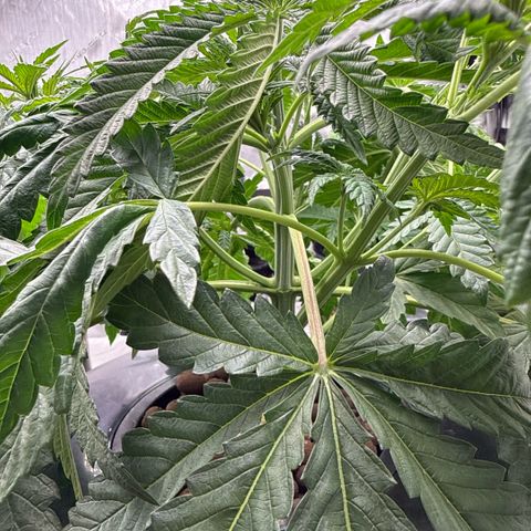 Honey Papaya #1 growlog timeline photo