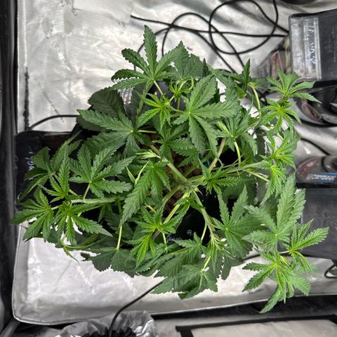 Honey Papaya #1 growlog timeline photo