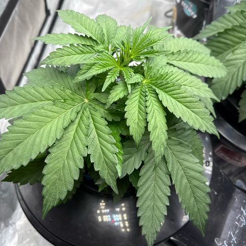 Mimosa x Orange Punch #2 growlog timeline photo