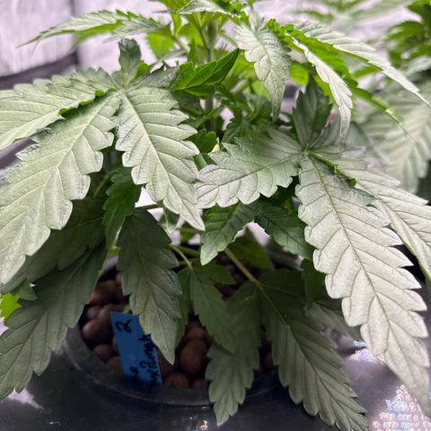 Mimosa x Orange Punch #2 growlog timeline photo