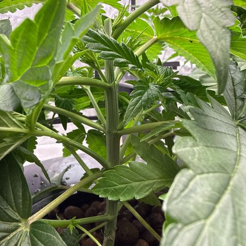 Mimosa x Orange Punch #2 growlog timeline photo