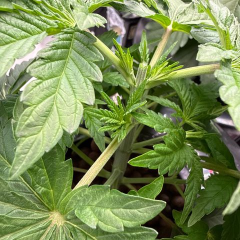 Mimosa x Orange Punch #2 growlog timeline photo
