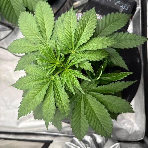 Mimosa x Orange Punch #2 growlog timeline photo