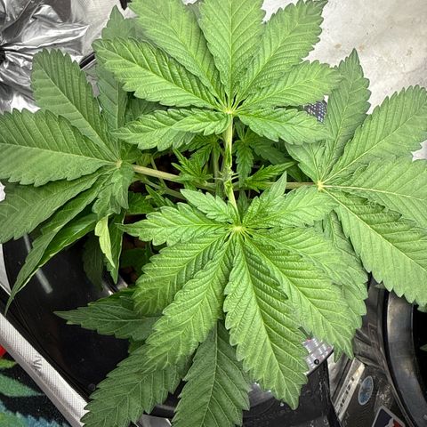Mimosa x Orange Punch #2 growlog timeline photo