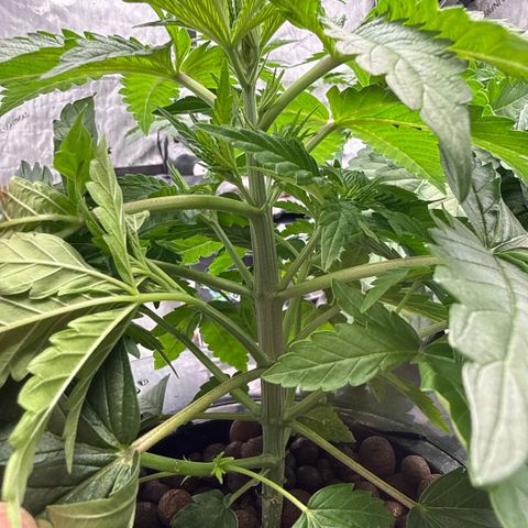 Mimosa x Orange Punch #2 growlog timeline photo