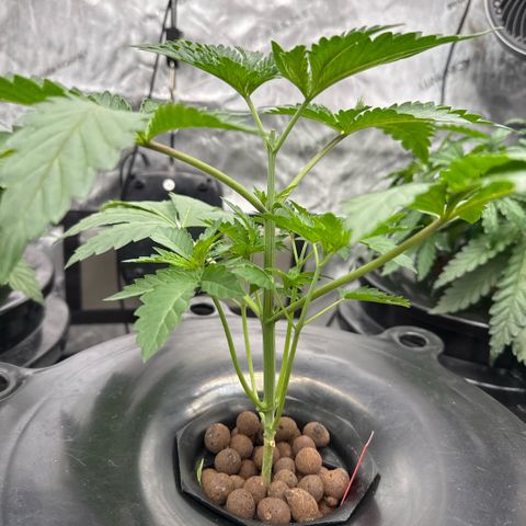 Challah Cake growlog timeline photo