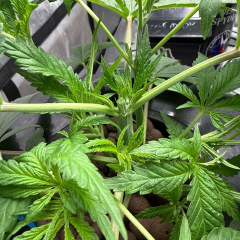 Humboldt Uppercut growlog timeline photo