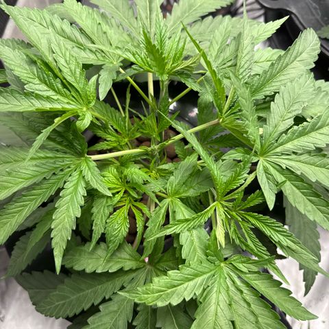 Humboldt Uppercut growlog timeline photo