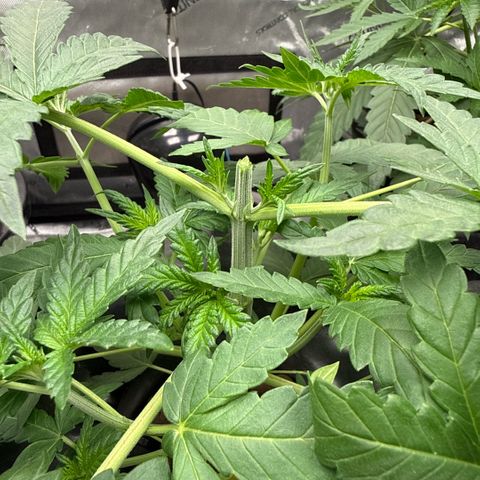 Zorros x Papaya Drip #3 growlog timeline photo