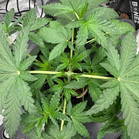 Zorros x Papaya Drip #3 growlog timeline photo