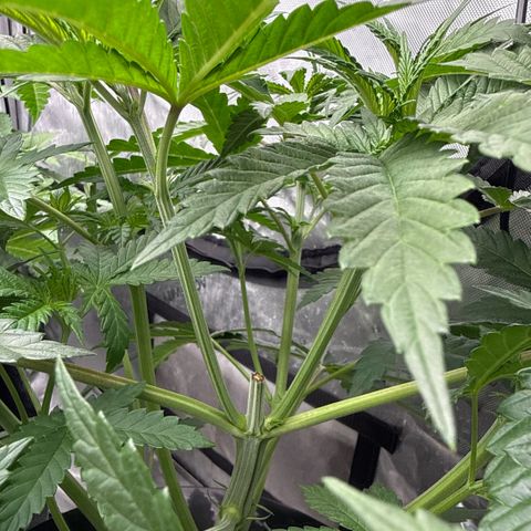 Honey Papaya #1 growlog timeline photo