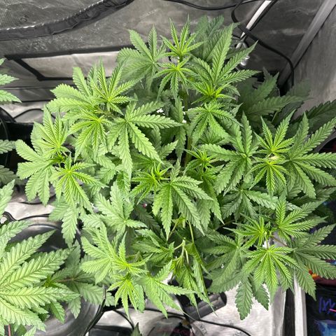 Honey Papaya #1 growlog timeline photo