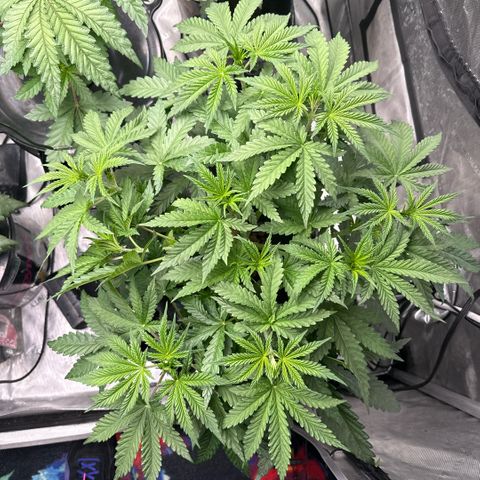 Honey Papaya #1 growlog timeline photo