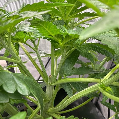 Honey Papaya #2 growlog timeline photo