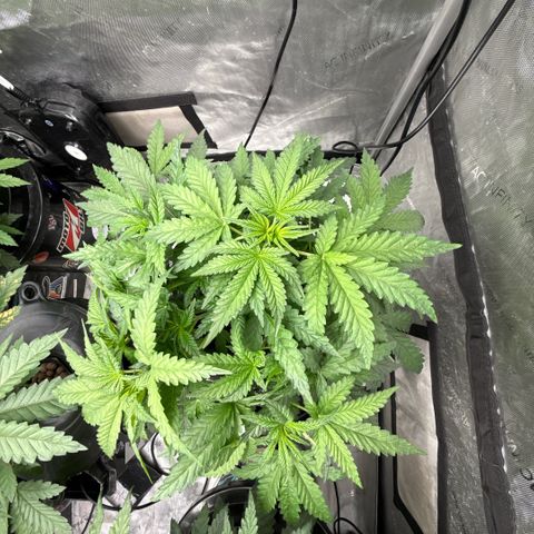 Honey Papaya #2 growlog timeline photo