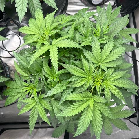 Honey Papaya #2 growlog timeline photo