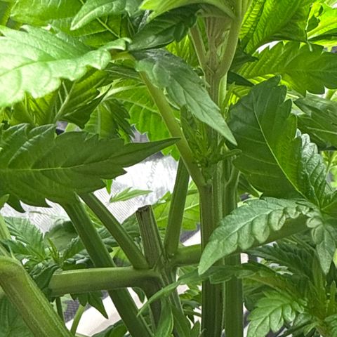 Mimosa x Orange Punch #1 growlog timeline photo