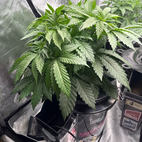 Mimosa x Orange Punch #1 growlog timeline photo