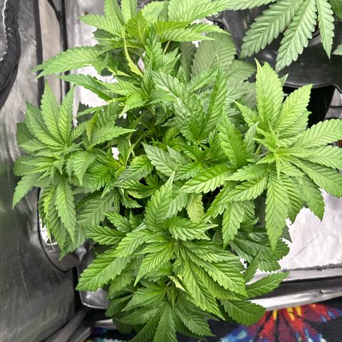 Mimosa x Orange Punch #1 growlog timeline photo