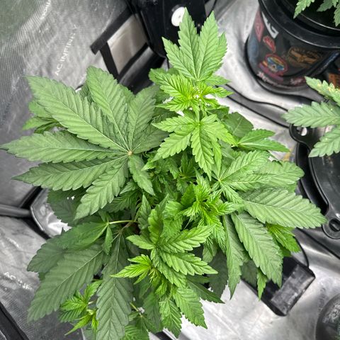 Mimosa x Orange Punch #2 growlog timeline photo