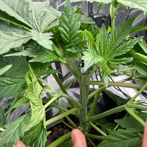 Mimosa x Orange Punch #2 growlog timeline photo