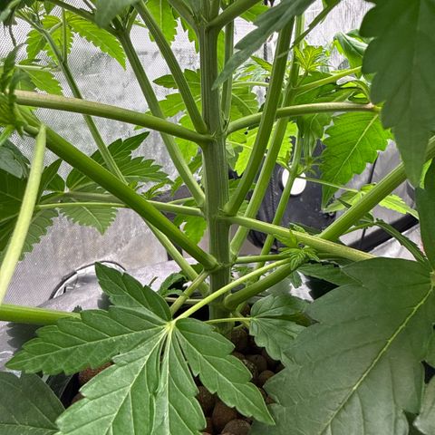 Mimosa x Orange Punch #2 growlog timeline photo