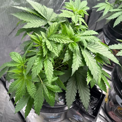 Mimosa x Orange Punch #2 growlog timeline photo