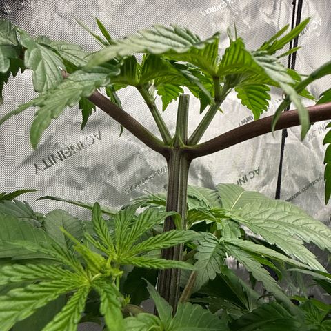 Papaya Frosting #2 growlog timeline photo