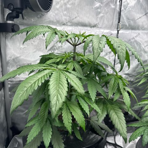 Papaya Frosting #2 growlog timeline photo