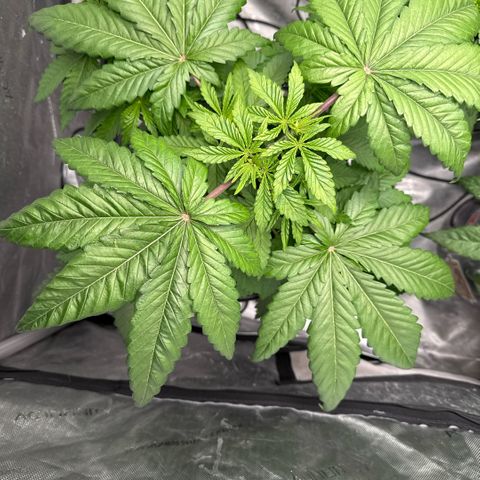 Papaya Frosting #2 growlog timeline photo