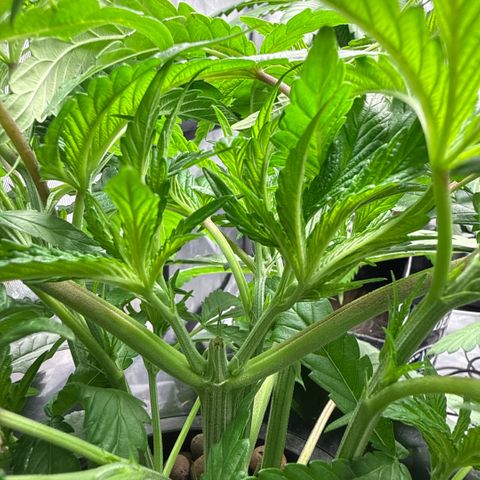 Humboldt Uppercut growlog timeline photo