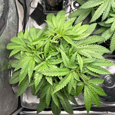 Humboldt Uppercut growlog timeline photo