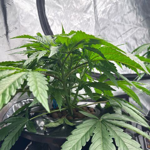 Humboldt Uppercut growlog timeline photo