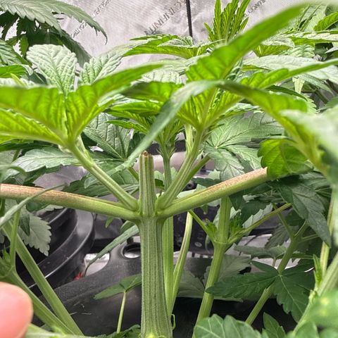 Zorros x Papaya Drip #3 growlog timeline photo
