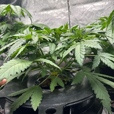 Zorros x Papaya Drip #3 growlog timeline photo