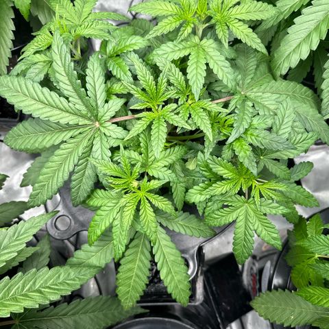 Zorros x Papaya Drip #3 growlog timeline photo