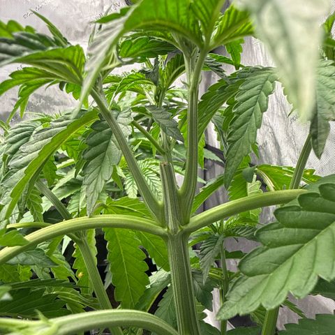 Zorros x Papaya Drip #2 growlog photo: Water was stagnant. Replaced bubbler hose.