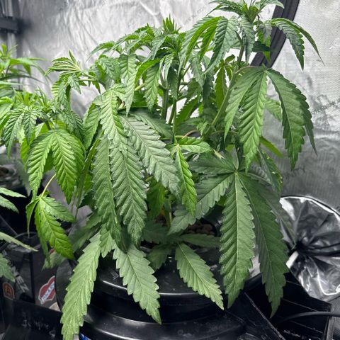 Zorros x Papaya Drip #2 growlog photo: Water was stagnant. Replaced bubbler hose.