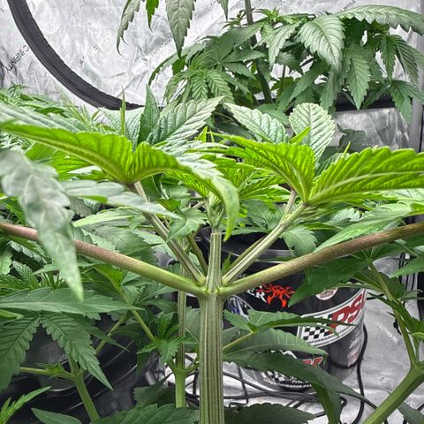 Zorros x Papaya Drip #1 growlog timeline photo